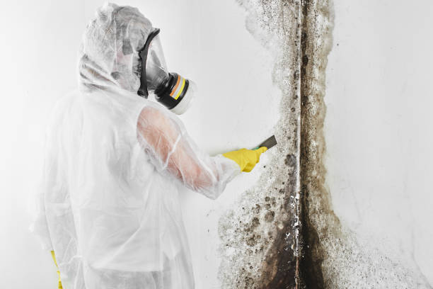 Best Post-Flood Mold Remediation in San Leandro, CA