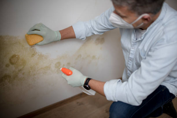 Best Mold Remediation for Specific Building Types in San Leandro, CA