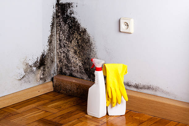 Best Residential Mold Remediation in San Leandro, CA