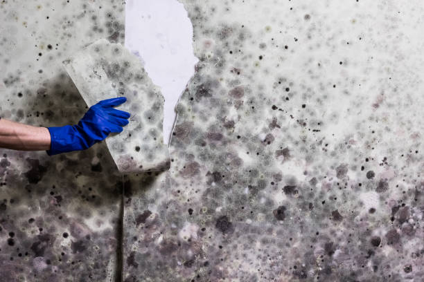 Trusted San Leandro, CA Mold Remediation Experts